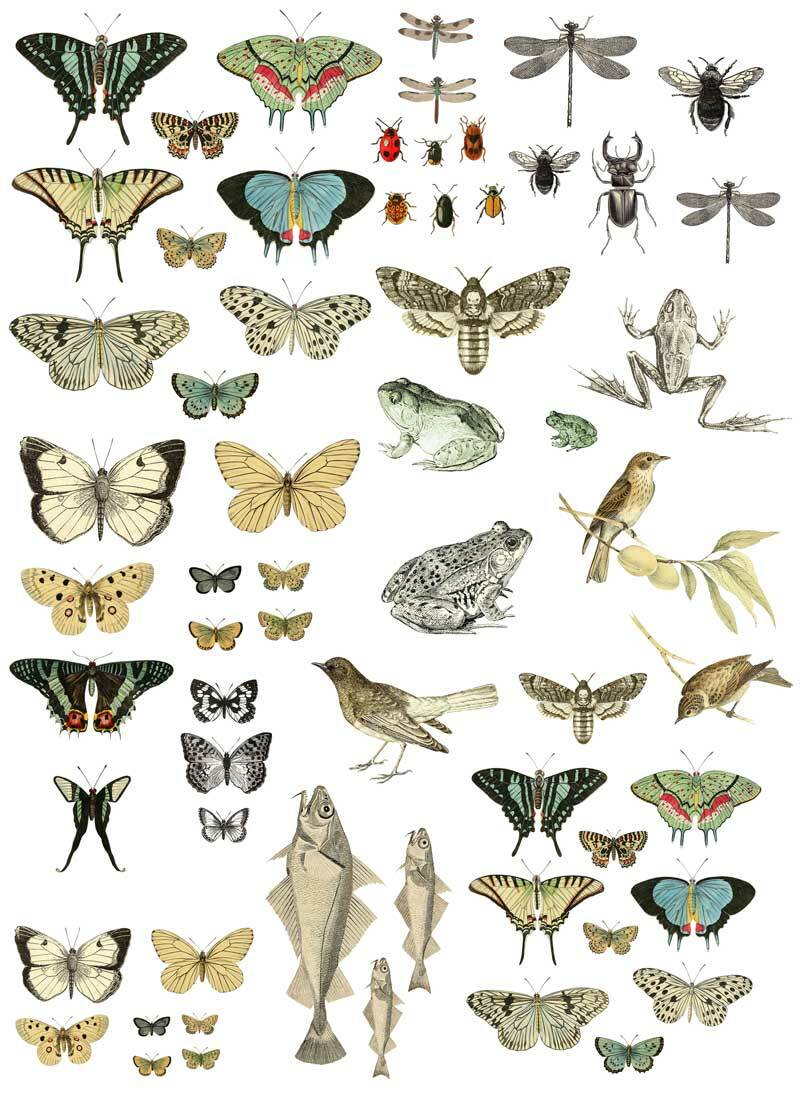 Entomology Etcetera 24x33 Decor Transfer