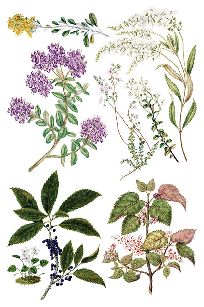 Sarah Featon’s Botanicals IOD Transfer 8x12 Pad™