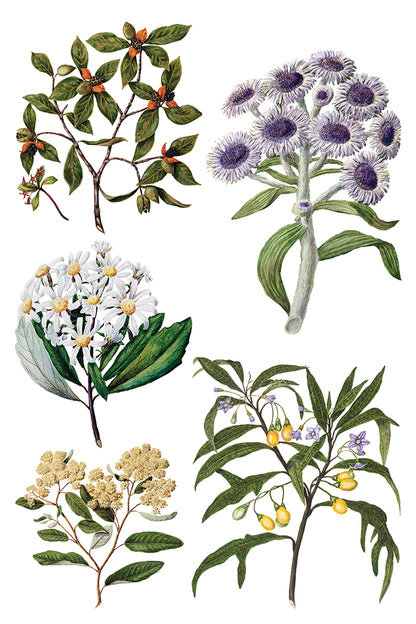 Sarah Featon’s Botanicals IOD Transfer 8x12 Pad™