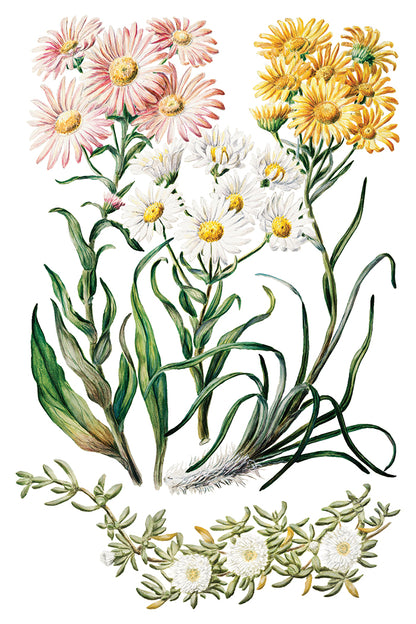 Sarah Featon’s Botanicals IOD Transfer 8x12 Pad™