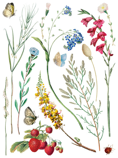 Marché des Fleurs IOD Transfer 12x16 Pad™